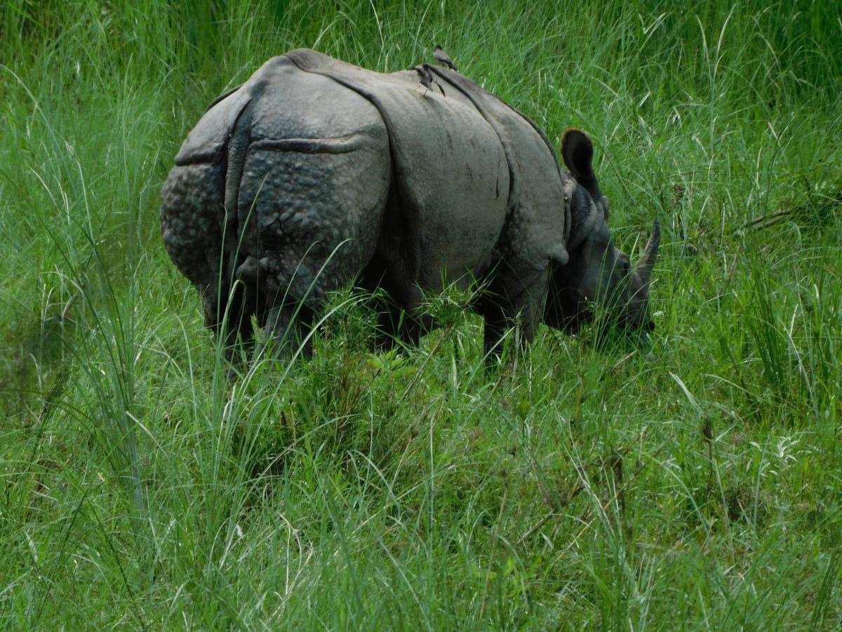 Chital Lodge Chitwan Buitenkant foto