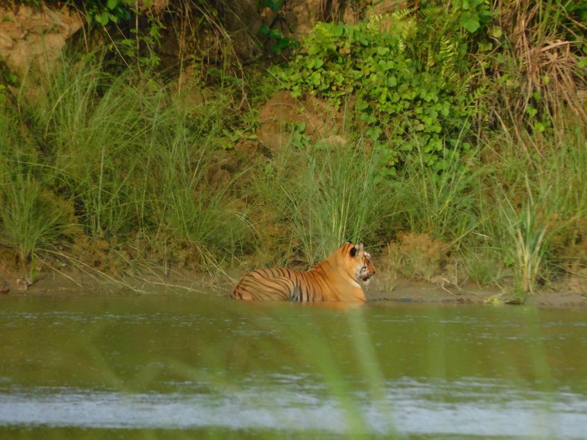 Chital Lodge Chitwan Buitenkant foto