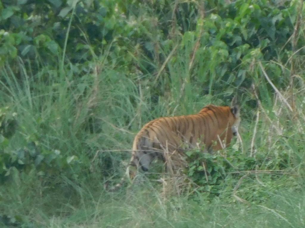Chital Lodge Chitwan Buitenkant foto
