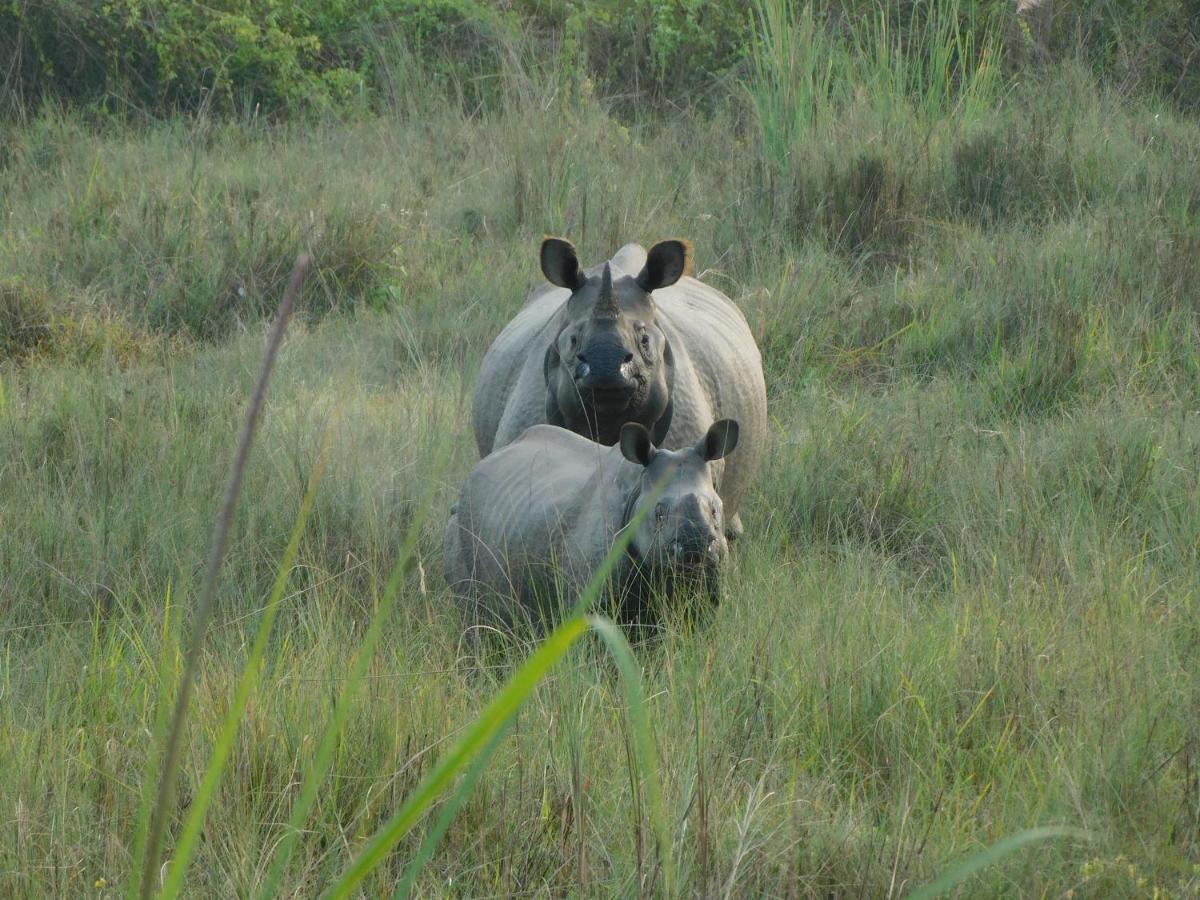 Chital Lodge Chitwan Buitenkant foto