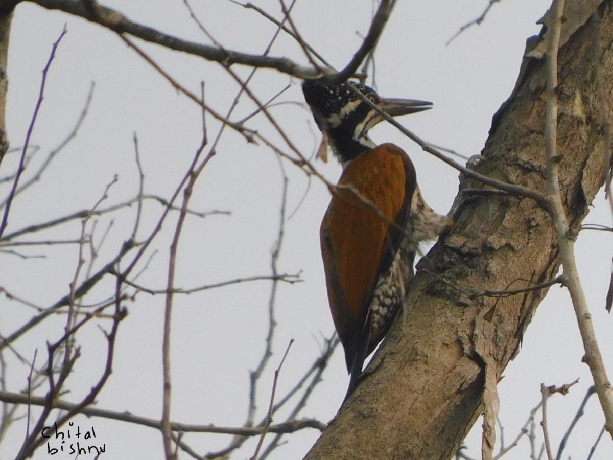 Chital Lodge Chitwan Buitenkant foto