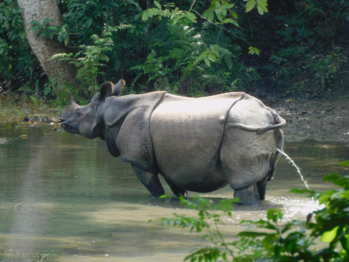 Chital Lodge Chitwan Buitenkant foto