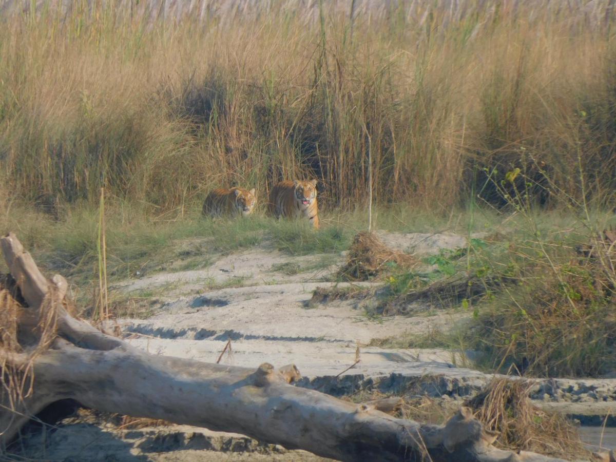 Chital Lodge Chitwan Buitenkant foto