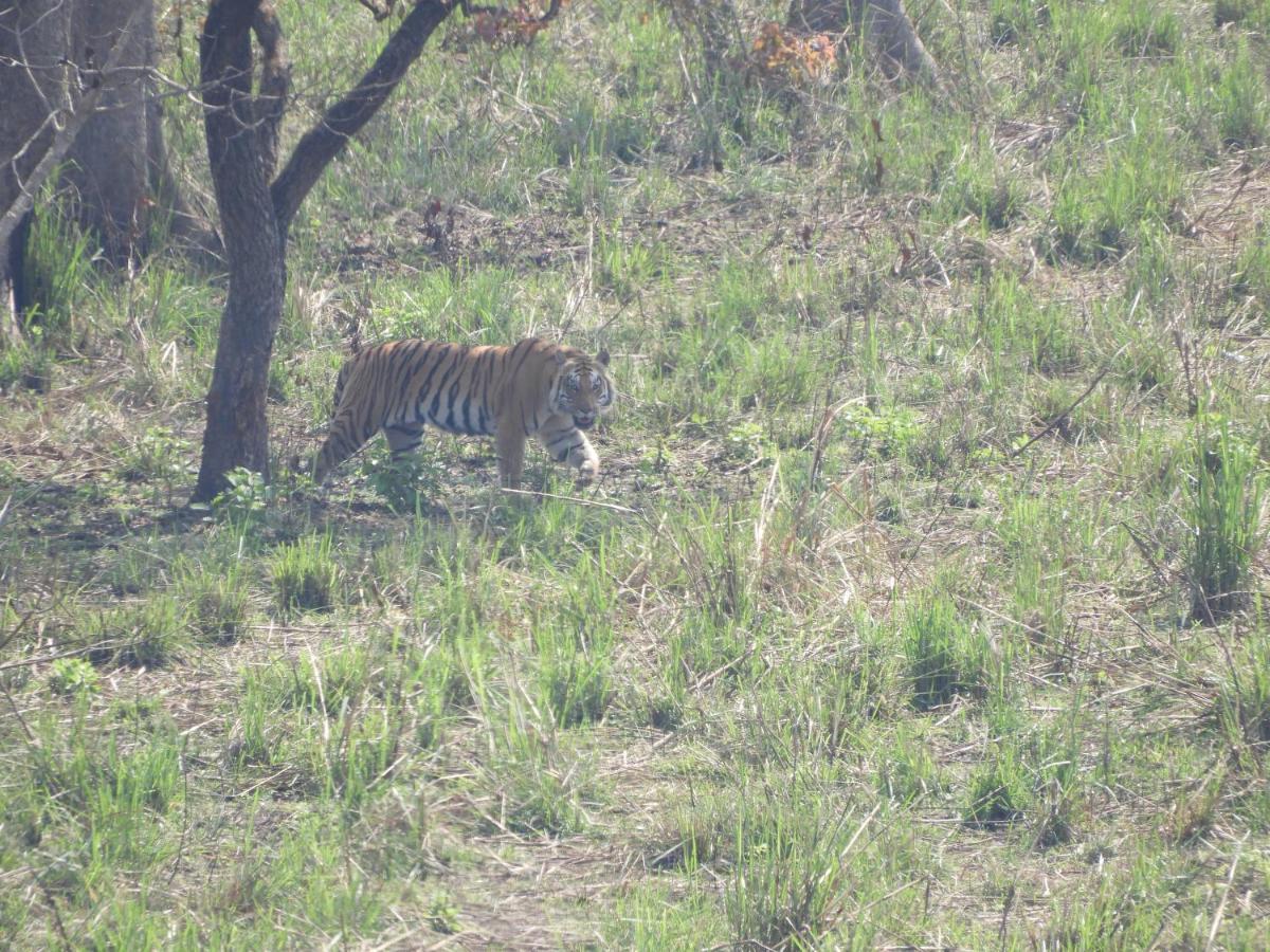 Chital Lodge Chitwan Buitenkant foto