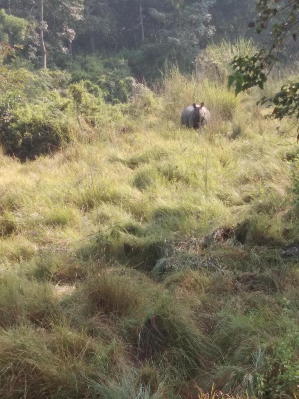 Chital Lodge Chitwan Buitenkant foto