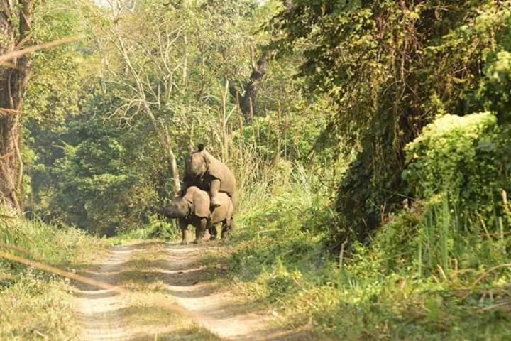 Chital Lodge Chitwan Buitenkant foto