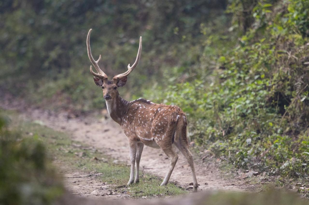 Chital Lodge Chitwan Buitenkant foto