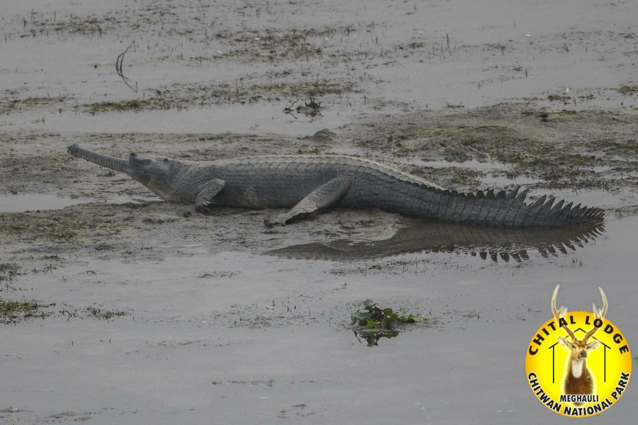 Chital Lodge Chitwan Buitenkant foto