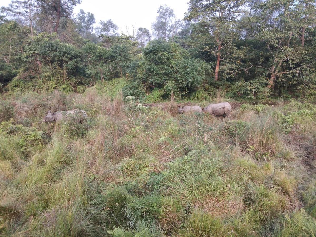 Chital Lodge Chitwan Buitenkant foto