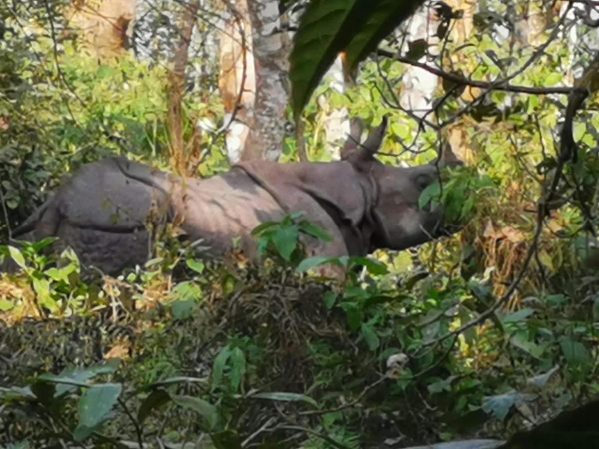 Chital Lodge Chitwan Buitenkant foto