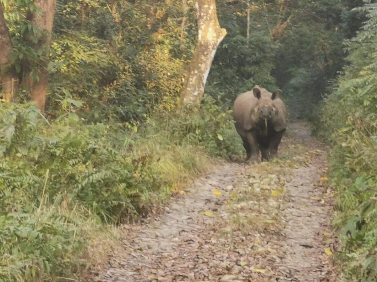 Chital Lodge Chitwan Buitenkant foto
