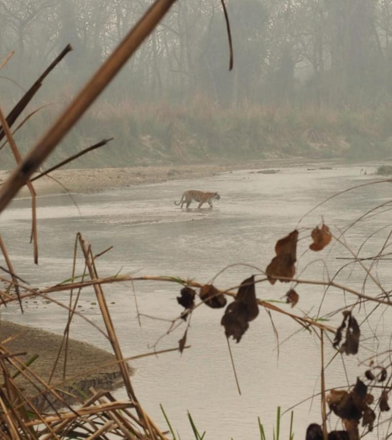 Chital Lodge Chitwan Buitenkant foto