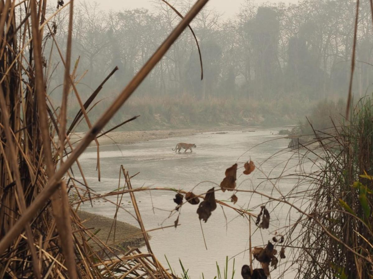 Chital Lodge Chitwan Buitenkant foto